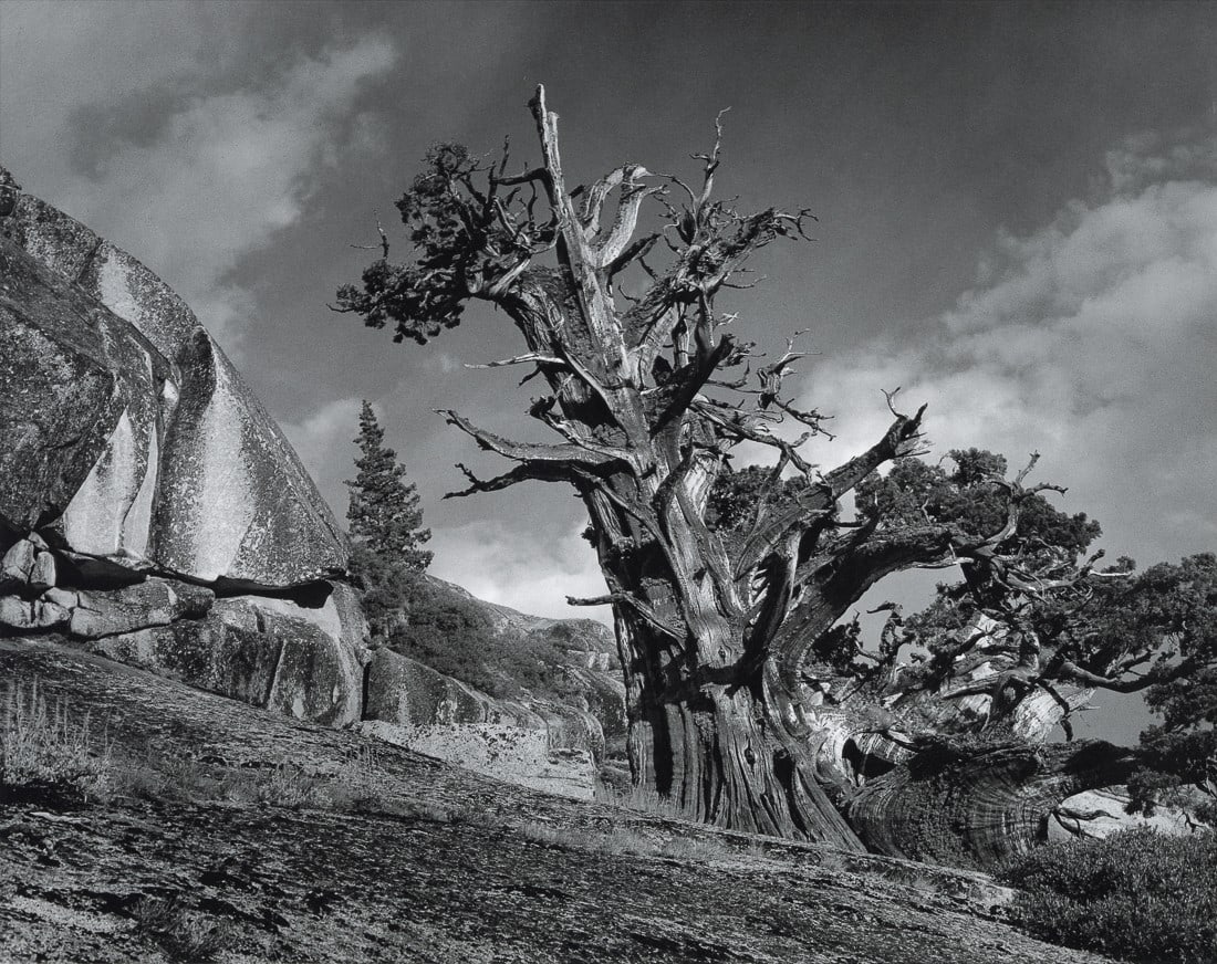 ANSEL ADAMS - Juniper Tree, Yosemite, 1940 (1 of 1)