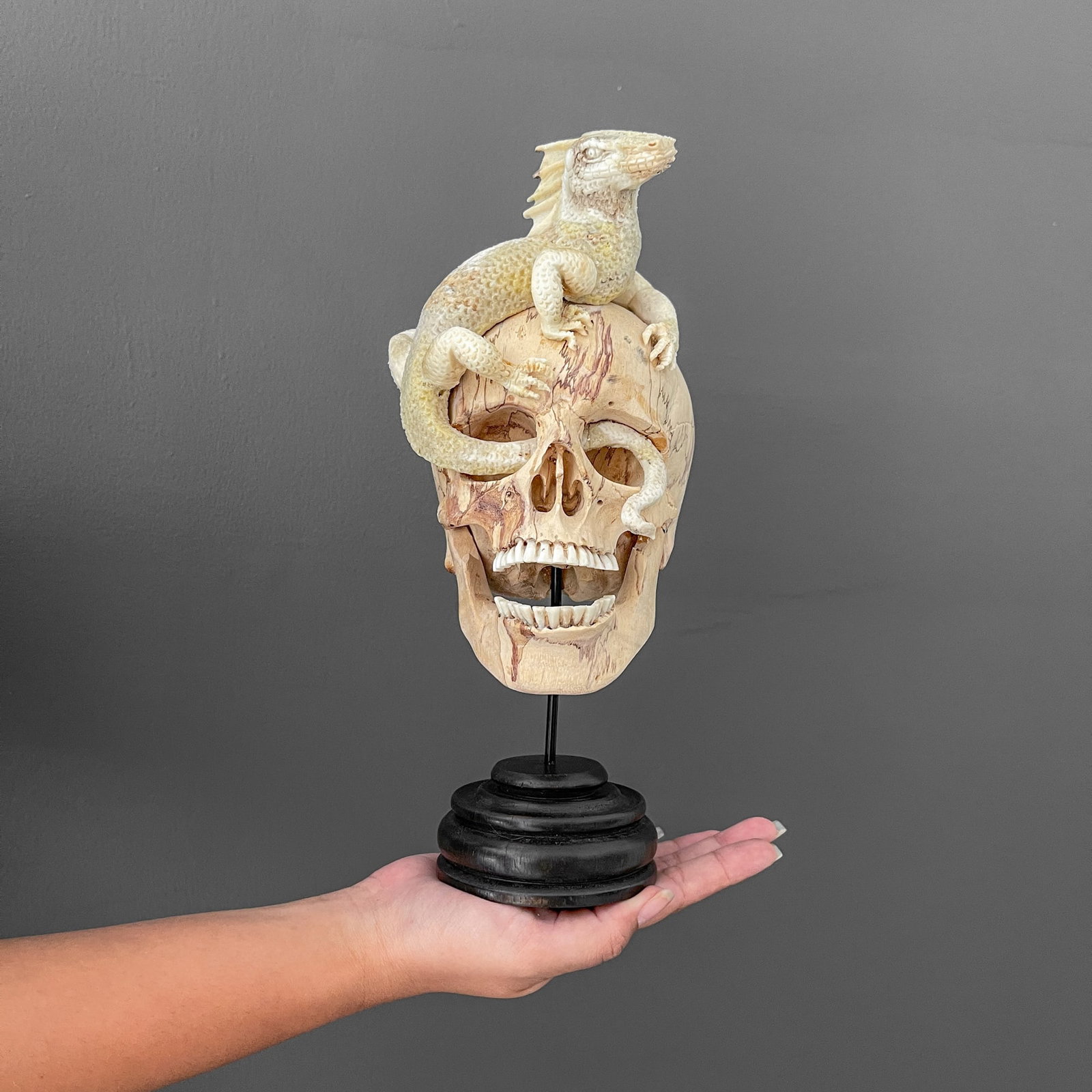 Tamarind Wood Skull with stand - Iguana: Title: Tamarind Wood Skull with stand - Iguana Maker: Unknown Origin:Indonesia Date/Period:2023 Materials:Tamarindus, Deer Antler Dimensions:Height including stand: 27 cm / 10.6 inches W: 11 cm / 4.3 