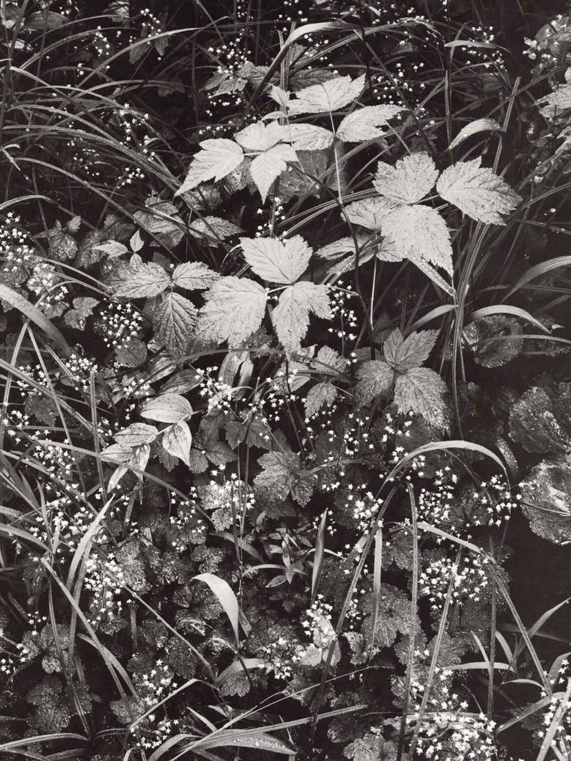 ANSEL ADAMS - Trailside, near Juneau, Alaska c. 1947: Artist: ANSEL ADAMS Print Title: Trailside, near Juneau, Alaska c. 1947 Medium: Photolithograph Printed 1970’s in the US Image Size: approx. 11.5 x 8.5” Ansel Easton Adams (1902 – 19