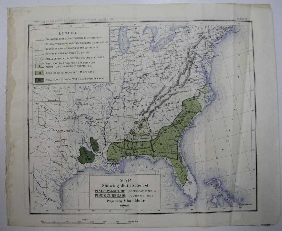 Map Showing Distribution of Pinus Palustris (Longleaf Pine) & Pinus Cubensis (Cuban Pine) | Pinus (1 of 2)