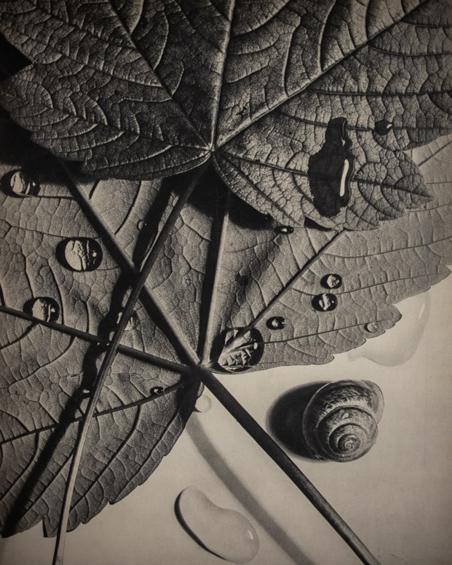 WILLY ZIELKE - Slug (1 of 1)