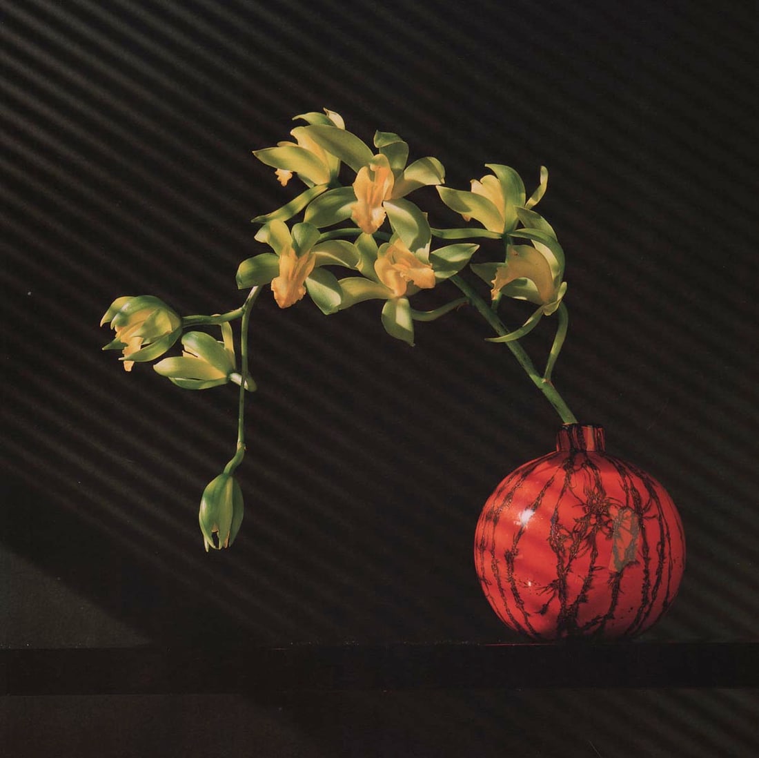 MAPPLETHORPE - Orchids, 1987 (1 of 1)