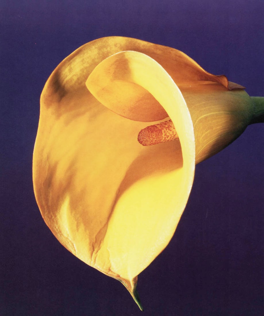 MAPPLETHORPE - Calla Lily, 1987 (1 of 1)
