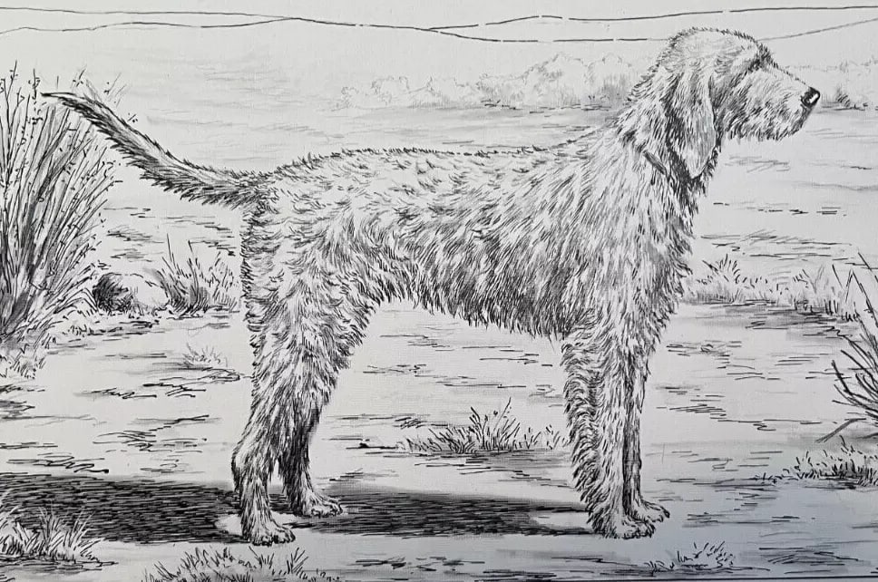Vintage Original Drawing Jacques REBOUR (XX) Basset Fauve de Bretagne Dog (1 of 6)