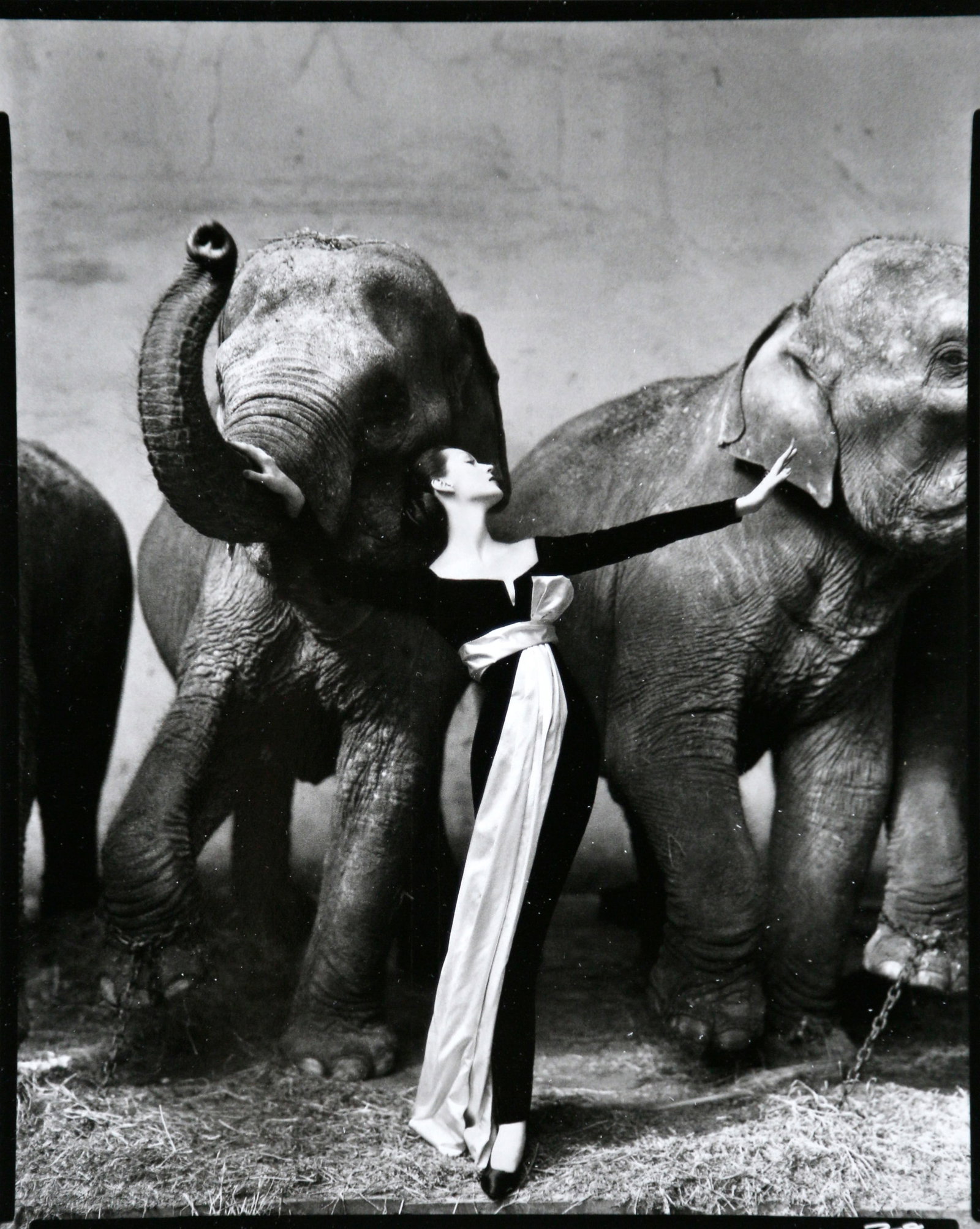 Richard Avedon, Dovima with elephants, Paris, 1955: Artist: Richard Avedon Title: Dovima with elephants, Paris, 1955 Date Printed: 2008 Medium: High Quality Photo Print with Copyright The Richard Avedon Foundation Printer Location: Printed in Italy - C