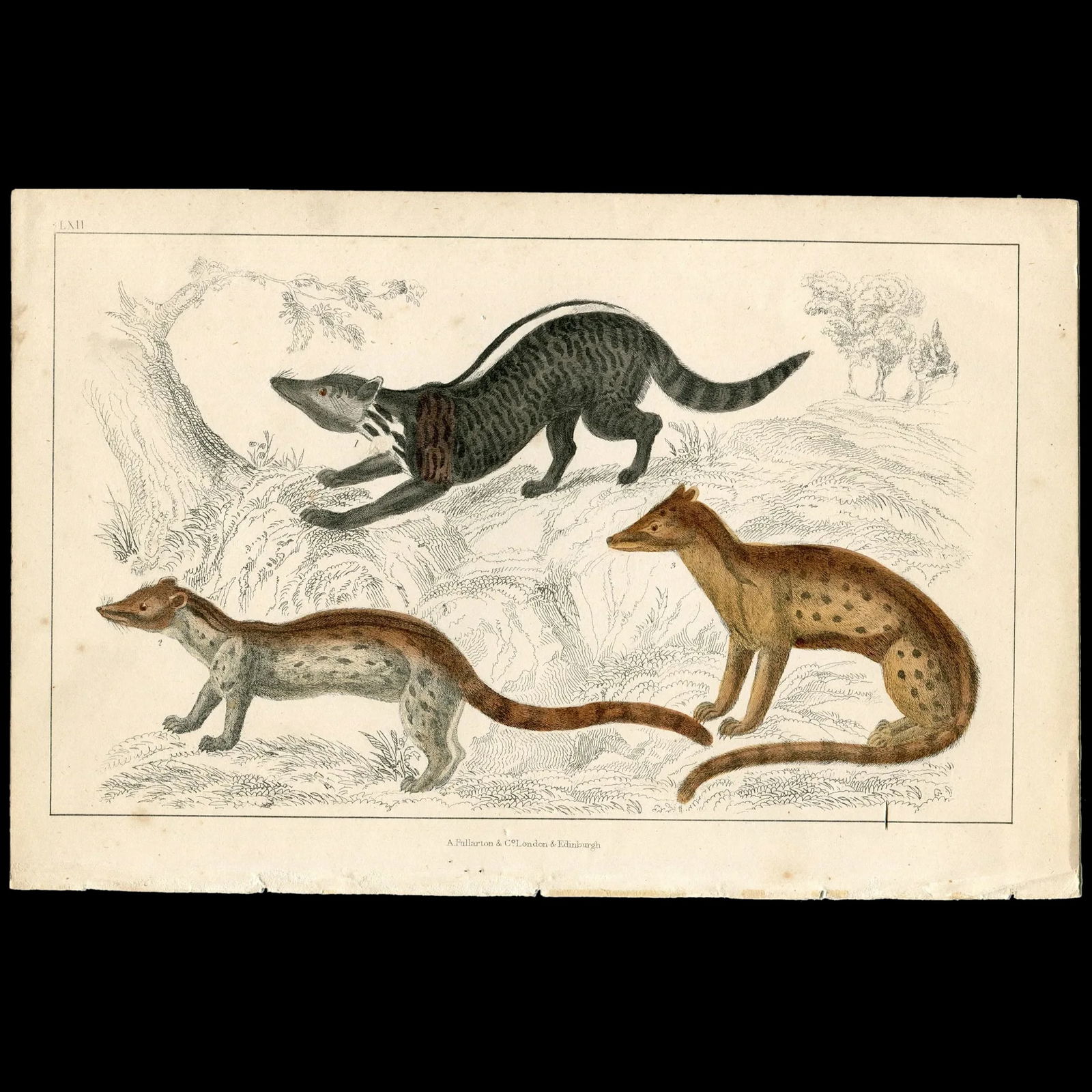 Zibet Fossa Malacca Genet Animals - 1850 engraving: Zibet Fossa Malacca Genet Animals Author: Oliver Goldsmith (1730-1774) Source / Publication: A History of the Earth and Animated Nature. Publisher: Fullarton Date: 1850 Plate Number: LXII Paper Dimens