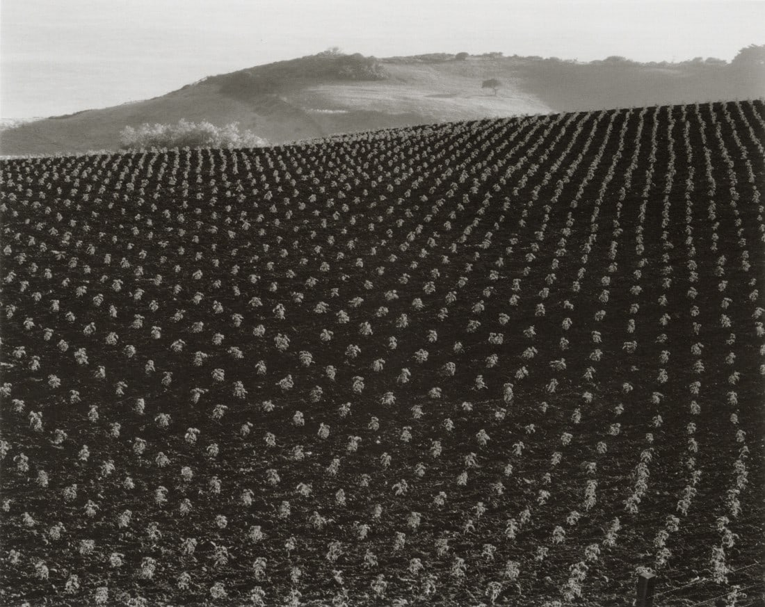 EDWARD WESTON - Tomato Field, Big Sur, 1937 (1 of 1)