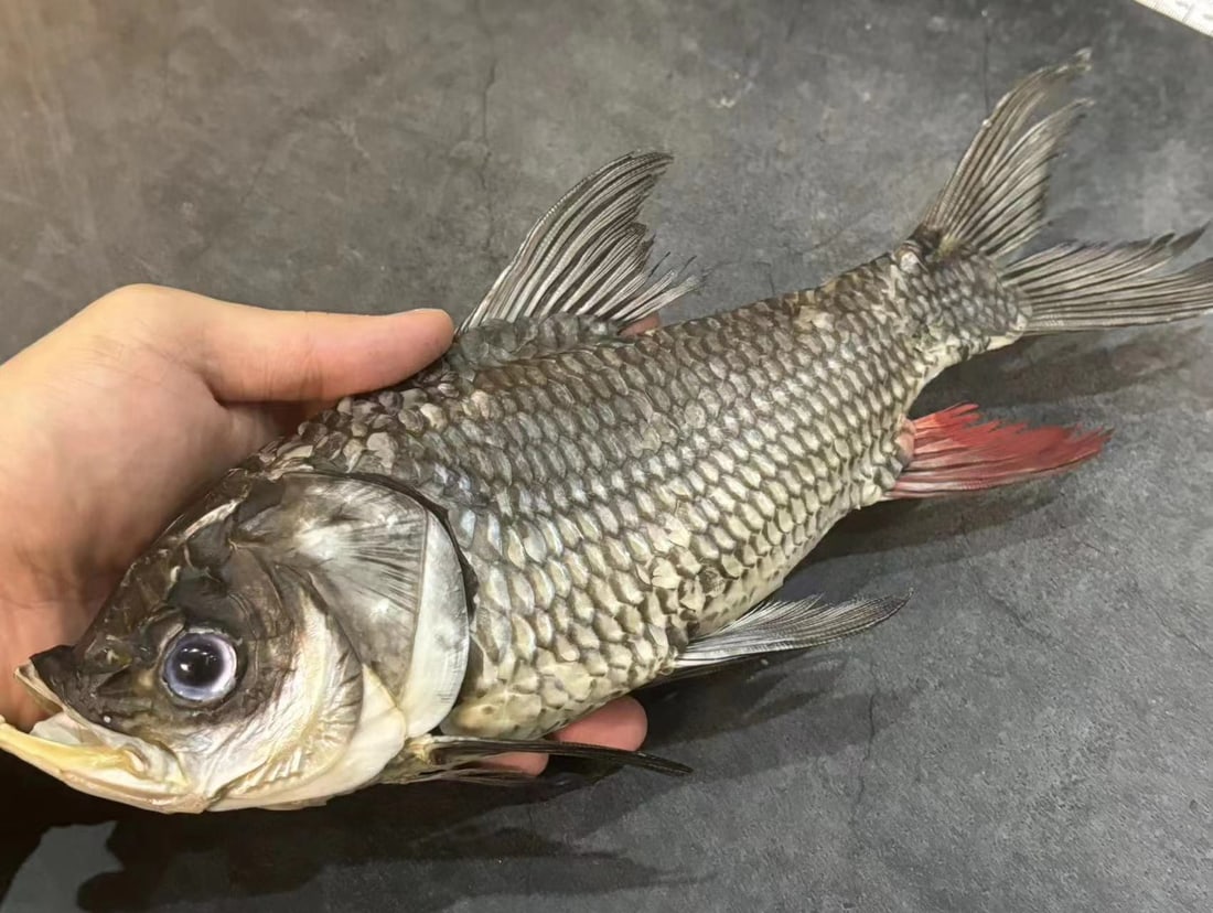 Real Fish Taxidermy Catlocarpio siamensis: Title: Real Fish Taxidermy Catlocarpio siamensis Description: Our taxidermies are preserved by experienced taxidermists, all meat and organs are 99% cleared with only fish skin and fish scales remaini