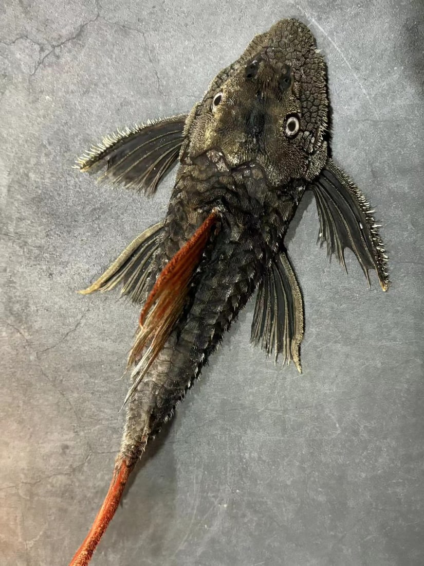 Real Fish Taxidermy Pseudacanthicus serratus/Dark dragon Cactus Pleco: Title: Real Fish Taxidermy Pseudacanthicus serratus/Dark dragon Cactus Pleco Description: Our taxidermies are preserved by experienced taxidermists, all meat and organs are 99% cleared with only fish