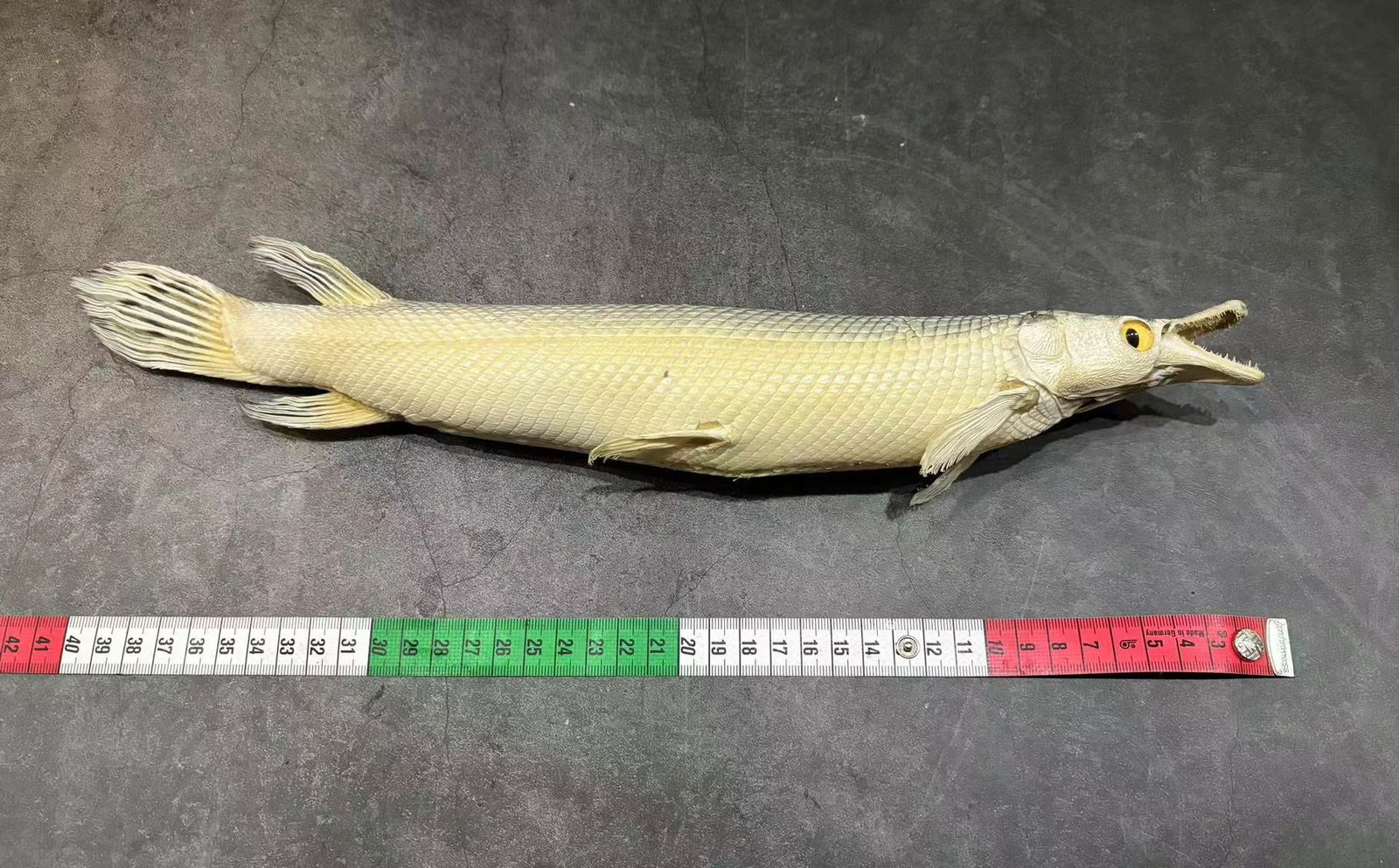 Real Fish Taxidermy Atractosteus spatula var fish: Title: Real Fish Taxidermy Atractosteus spatula var fish Description: Our taxidermies are preserved by experienced taxidermists, all meat and organs are 99% cleared with only fish skin and fish scales