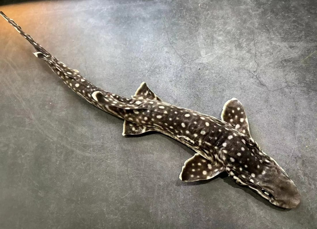 Real Fish Taxidermy Coral Catfish Shark: Title: Real Fish Taxidermy Coral Catfish Shark Description: Our taxidermies are preserved by experienced taxidermists, all meat and organs are 99% cleared with only fish skin and fish scales remaining