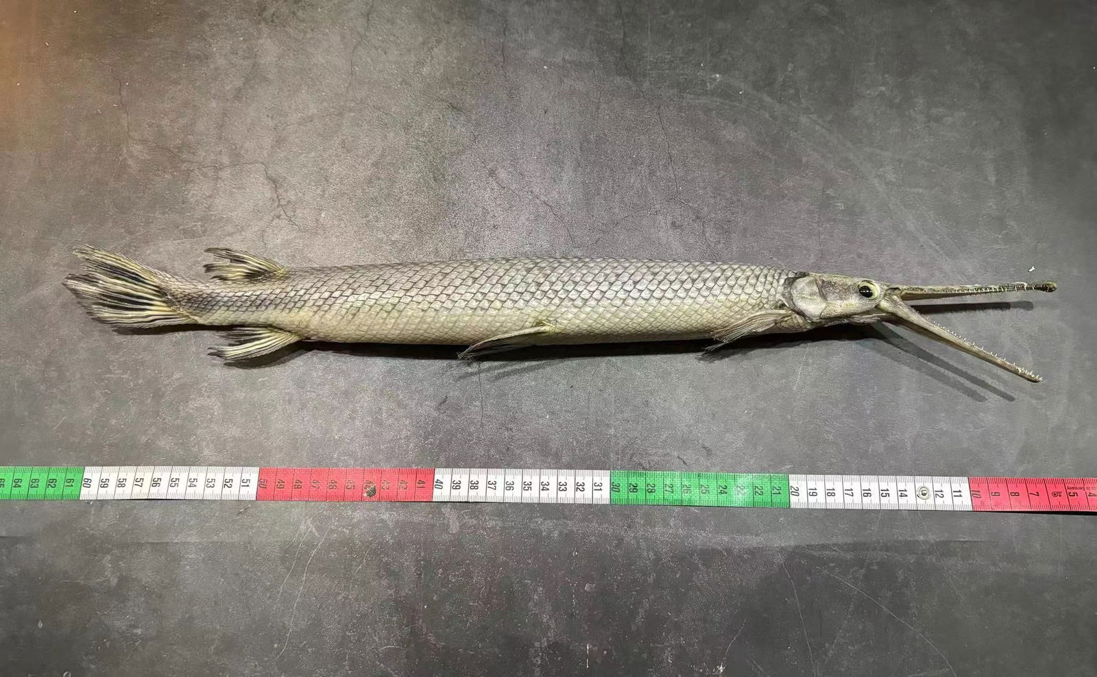 Real Fish Taxidermy Lepisosteus osseus: Title: Real Fish Taxidermy Lepisosteus osseus Description: Our taxidermies are preserved by experienced taxidermists, all meat and organs are 99% cleared with only fish skin and fish scales remaining.