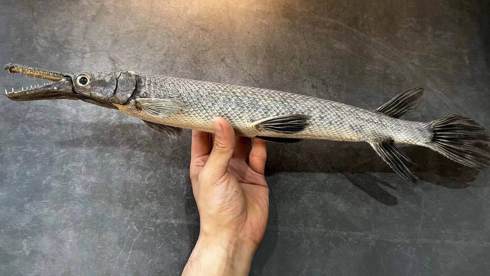 Real Fish Taxidermy Freshwater alligator gar Atractosteus spatula: Title: Real Fish Taxidermy Freshwater alligator gar Atractosteus spatula Description: Our taxidermies are preserved by experienced taxidermists, all meat and organs are 99% cleared with only fish skin