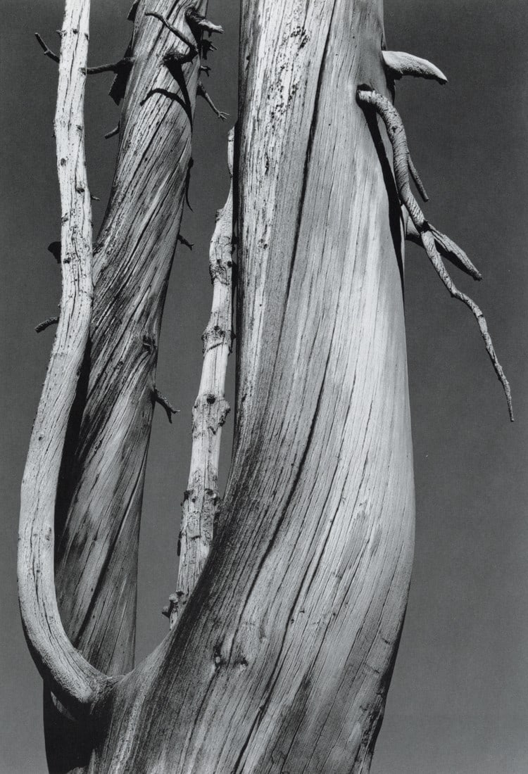 ANSEL ADAMS - Dead Tree, Dog Lake, Yosemite, 1933 (1 of 1)