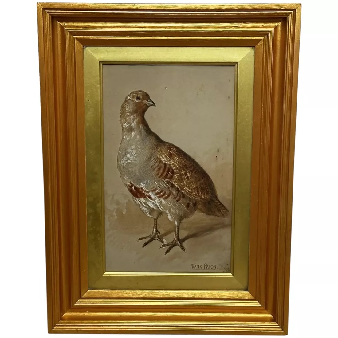 British 19th Century Watercolour Painting Partridge Game Bird Signed Frank Paton: British 19th Century Watercolour Painting Partridge Game Bird Signed Frank Paton 1 Fine Antique Victorian Late 19th Century Ornithology British Work of Art Watercolour Painting Partridge Game Bird Sig
