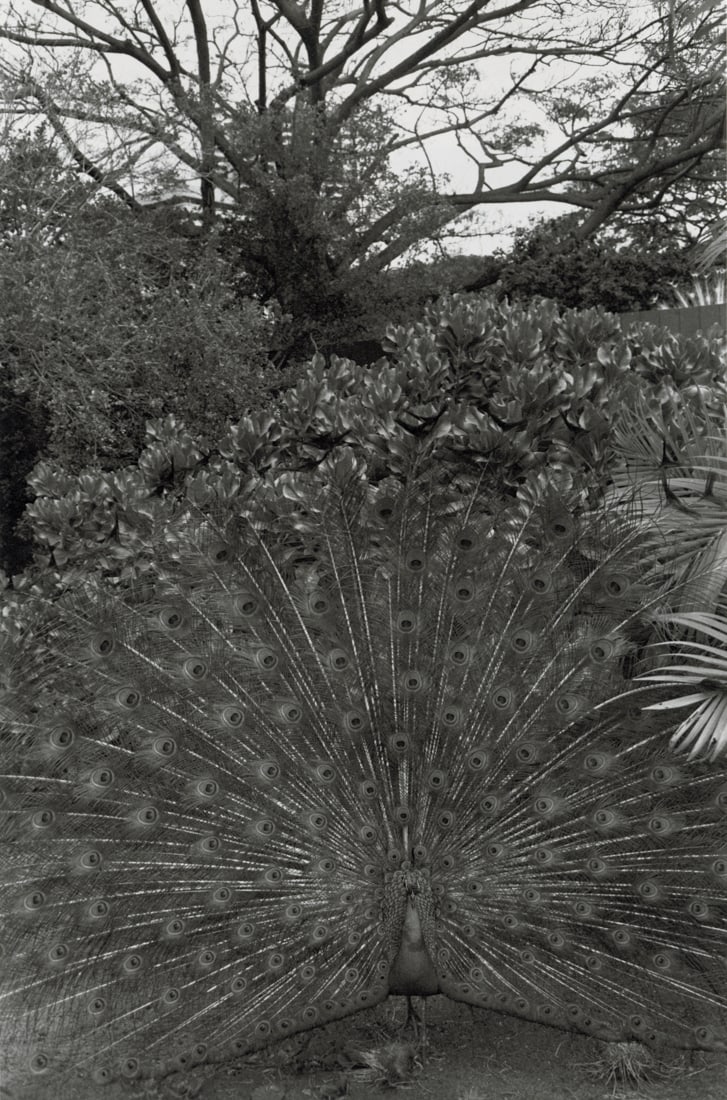 LEE FRIEDLANDER - Honolulu, 1977: Artist: Lee Friedlander Title: Honolulu, 1977 Medium: Photo Litho, 1989, USA Dimensions: 6.15x9.25" Description: Heat Wax Mounted on 11x14" Conservation Board Artist Bio: Lee Friedlander (1934) is an