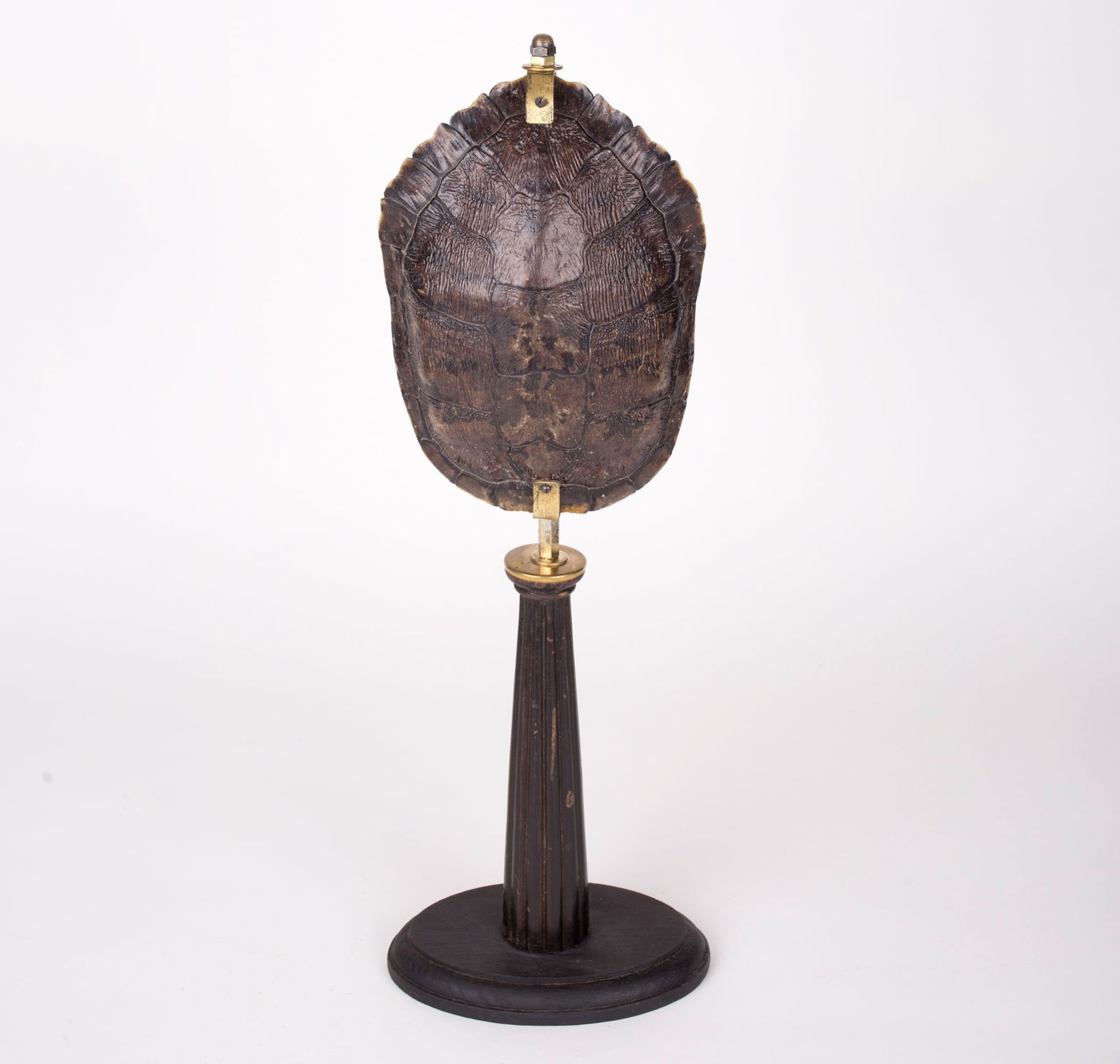 Long Mount Turtle in the manner of Deyrolle & fils (1 of 4)