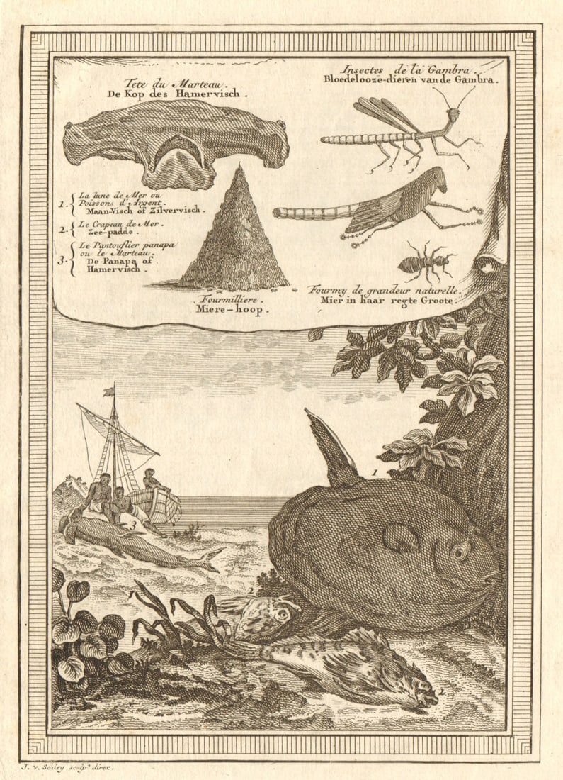 West Africa. Hammerhead shark. Gambian insects. Ocean Sunfish. SCHLEY 1747: CAPTION PRINTED BELOW PICTURE: Tête de Marteau, Insectes de la Gambra, la Lune de Mer ou Poisson d’Argent, le Pantouflier, & C [Hammerhead shark. Insects of Gambia. Anthill. Ocean Sunfish. 