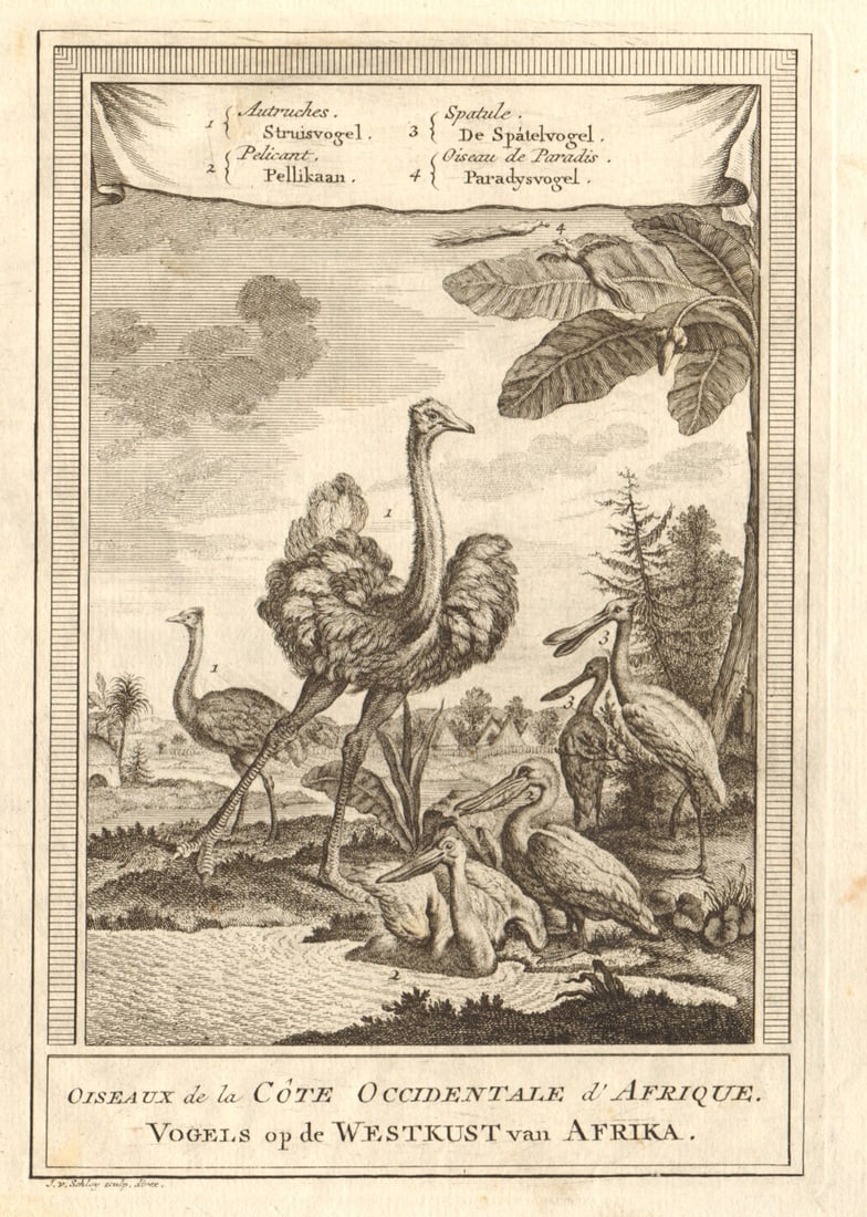 West African birds. Ostrich pelican spoonbill bird of paradise. SCHLEY 1747: CAPTION PRINTED BELOW PICTURE: Oiseaux de la Côte Occidentale d'Afrique [Birds of the west coast of Africa] DATE PRINTED: 1747 IMAGE SIZE: Approx 21.5 x 15.5cm, 8.5 x 6 inches (Medium) TYPE: Anti