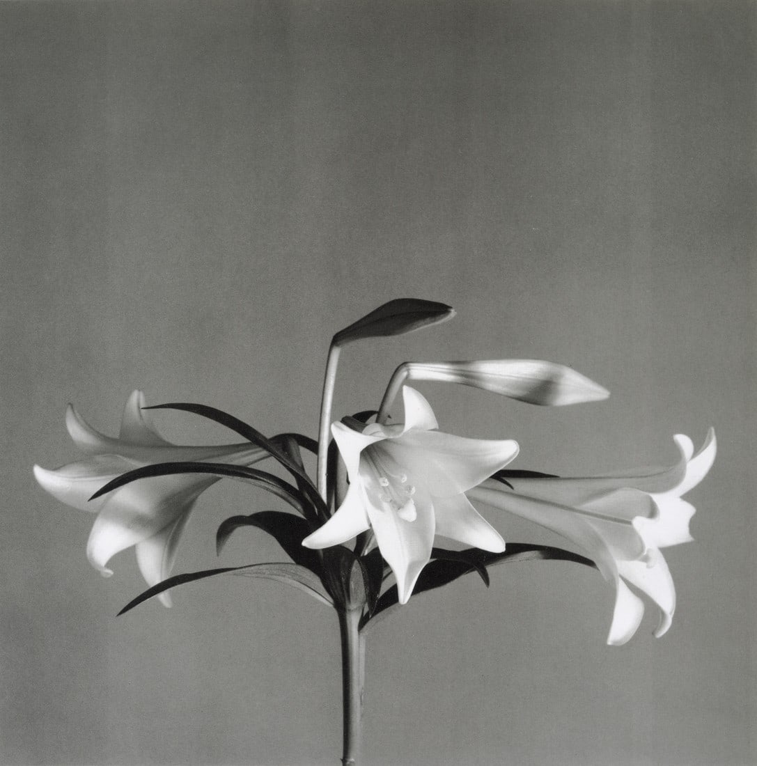 ROBERT MAPPLETHORPE - Easter Lily, 1979 (1 of 1)