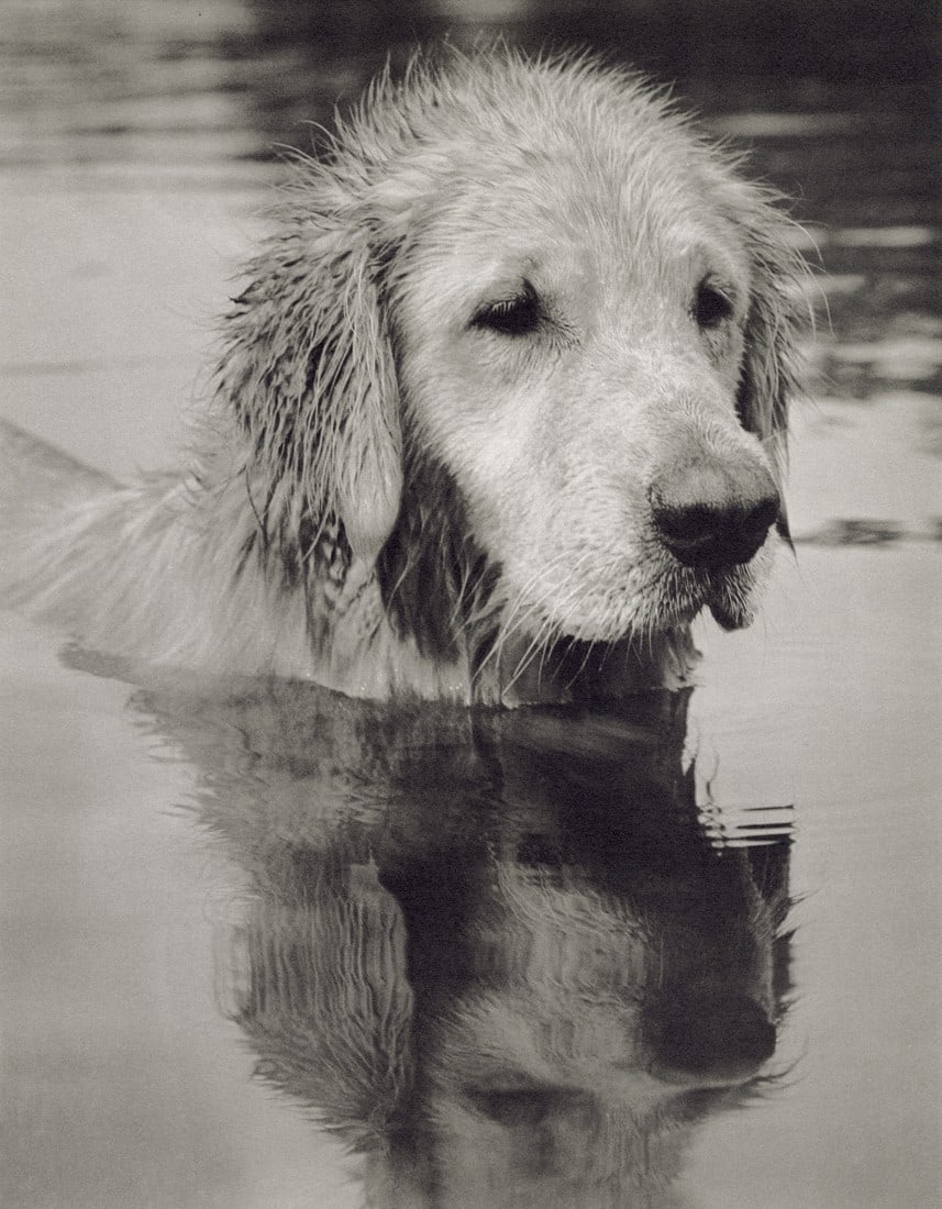 BRUCE WEBER - Little Bear, Adirondack Park, 1989 (1 of 1)