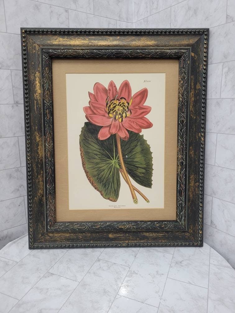 Vintage Print of an early 1800s botanical water lily framed Wall Art Hanging (1 of 5)