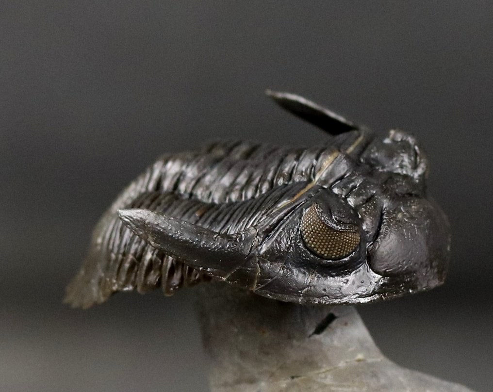 Finest quality trilobite fossil - Perfect yellow eyes on dark olive green color - Amazing - - (1 of 4)