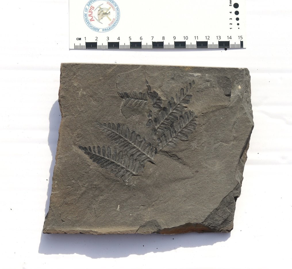 Classic french location : Montceau les Mines - Big size - Fossilised plant - Pecopteris sp - 17 cm -: Name: Pecopteris sp Age: Carboniferous, Stephanian stage Origin: Montceau les Mines , France This fossil plant comes from an old collection. The plate is very nice and the preservation is outstanding