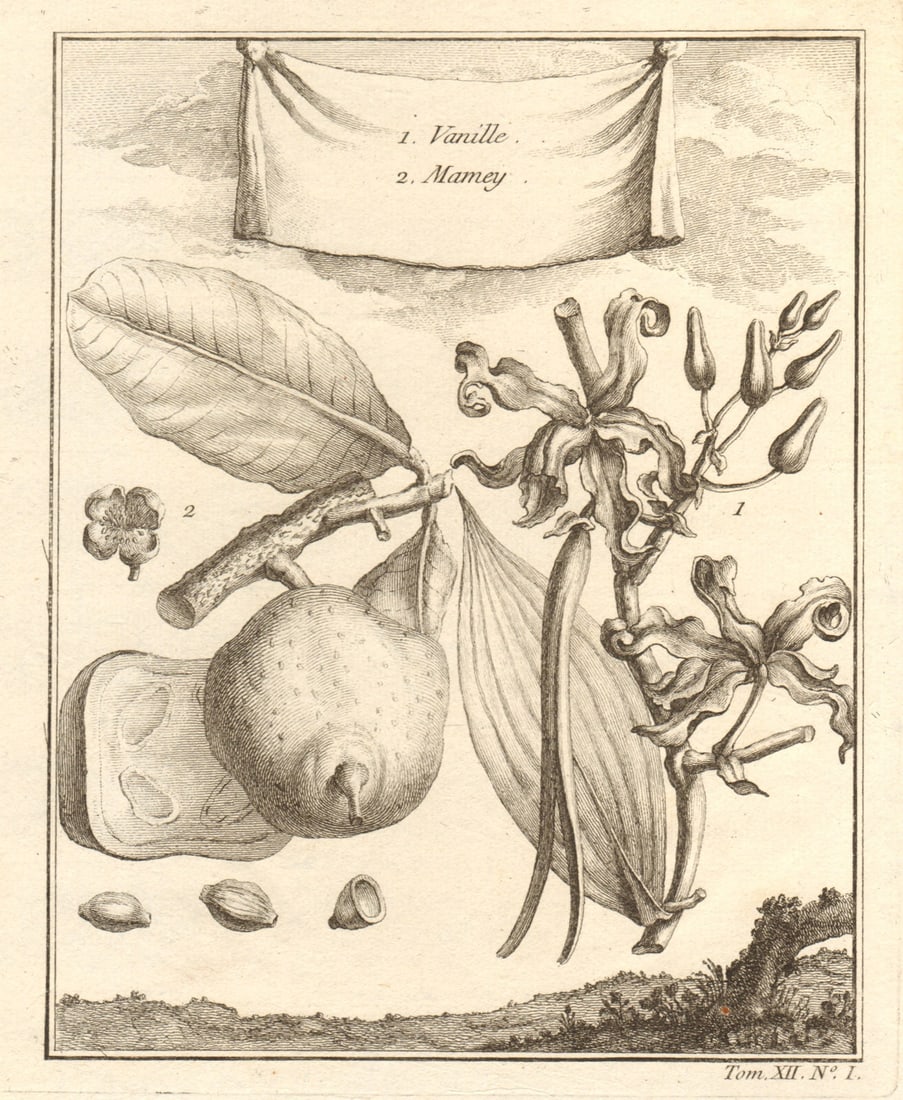 Vanilla / vanille & Mamey Sapote. Fruit & spices. Central America 1754 print: CAPTION PRINTED BELOW PICTURE: 1. Vanille 2. Mamey [1. Vanilla 2. Mamey sapote] DATE PRINTED: 1754 IMAGE SIZE: Approx 20.5 x 17.0cm, 8 x 6.5 inches (Medium) TYPE: Antique copperplate print CONDITION: 