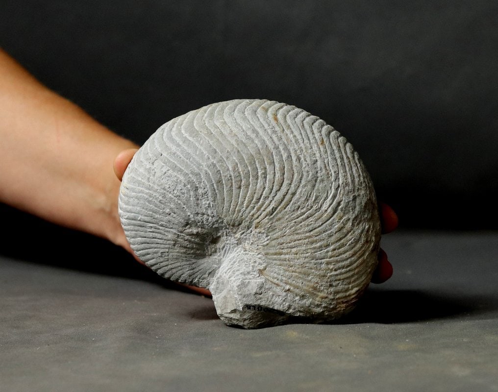 Rare fossil nautiloid - Fossilised animal - Cymatoceras neocomiensis - 12.2 cm (1 of 5)