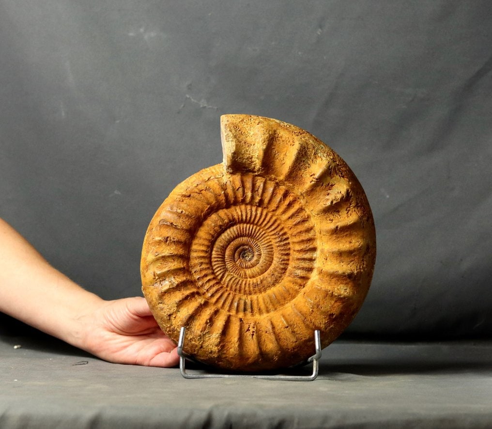Fine and decorative fossil ammonite - Fossilised animal - Dichotomosphinctes aff. rota - 25.5 cm (1 of 3)