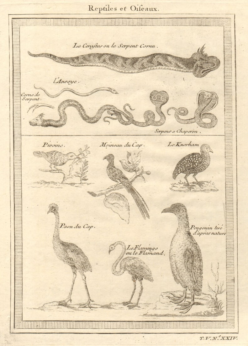 African Reptiles & Birds. Horned viper Grey crowned crane Flamingo Penguin 1748: CAPTION PRINTED BELOW PICTURE: Reptiles & Oiseaux - Cerastes - Anvoye - Serpens a chaperon - Pivoine - Moineau du Cap - Knorham - Paon du Cap - Flamingo - Pengouin [Reptiles & Birds - Horned or North 