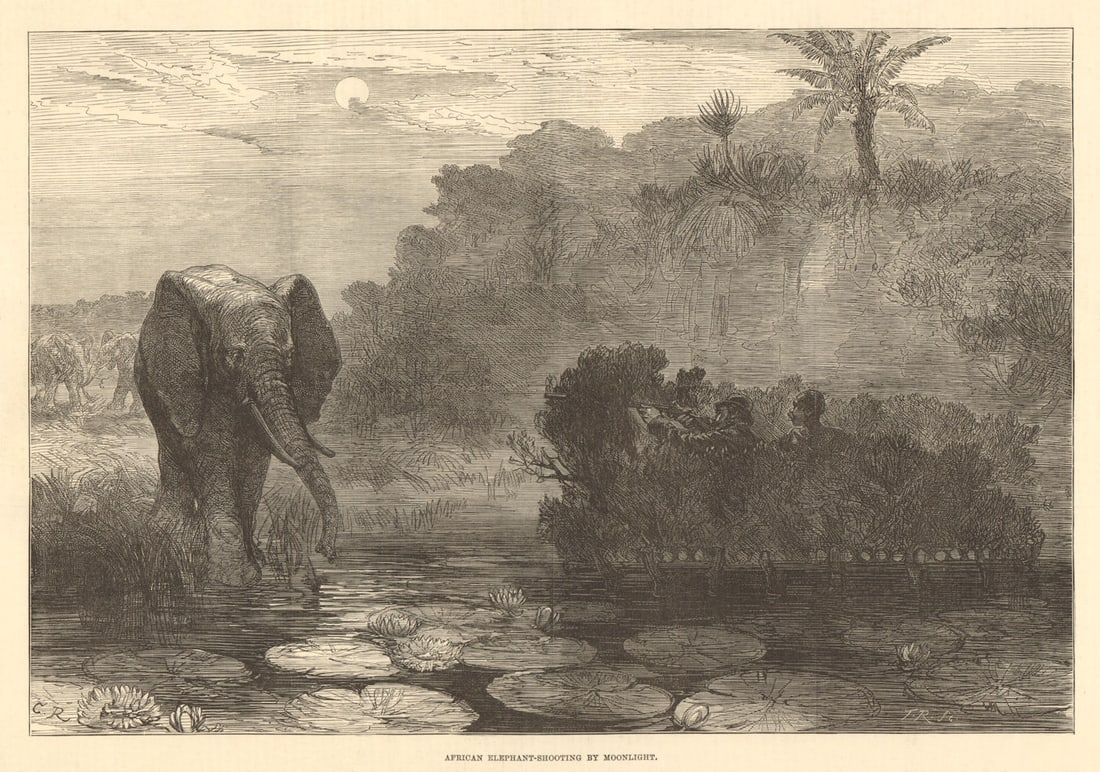 African elephant-shooting by moonlight 1877 old antique vintage print picture: TITLE OF THE PRINT: 'African elephant-shooting by moonlight' DATE PRINTED: 14 April 1877 IMAGE SIZE: Approx Overall page size: 39 x 26cm, 15 x 10 inches; image size as shown: 23.0 x 33.0cm, 9 x 13 inc