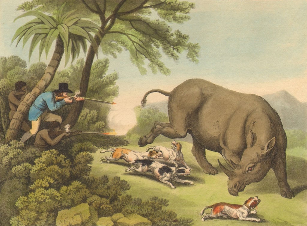 RHINOS. African rhino- hunt. Dogs. rifles. (Field Sports- Edward Orme) 1814 (1 of 1)