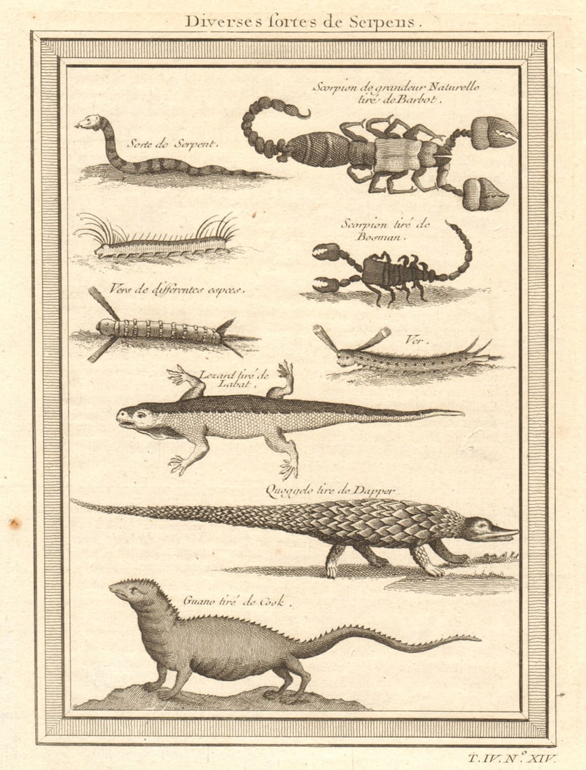 West African serpents. Snake scorpion worm lizard pangolin iguana 1747 print: CAPTION PRINTED BELOW PICTURE: Diverses sortes de Serpens - Scorpion - vers - Lezard - Quoggelo - Guano [Various kinds of serpents - snake - scorpion - worms - lizard - pangolin - iguana] DATE PRINTED