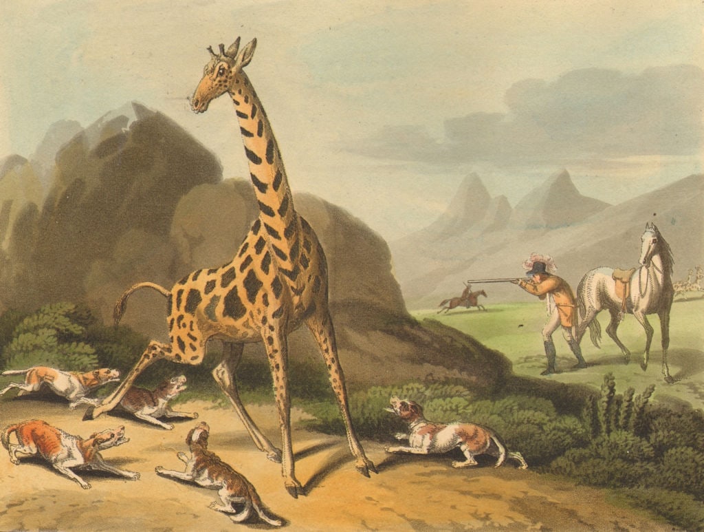 AFRICA. Hunting the Camelopard (Giraffe) . Rifle. Dogs (Edward Orme) 1814: CAPTION PRINTED BELOW PICTURE: 'Hunting the Camelopard' (Hunting the Giraffe) DATE PRINTED: 1814 IMAGE SIZE: Approx 13.5 x 18.0cm, 5.25 x 7.25 inches (Medium) TYPE: Antique aquatint print with origina