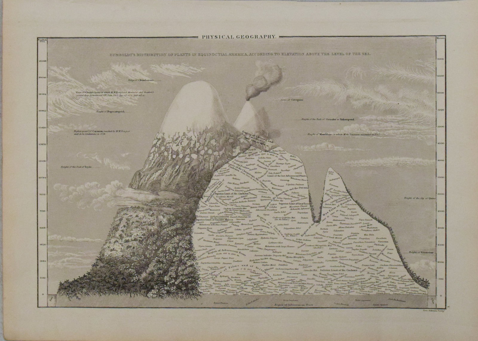 1854 Black / Humboldt Chart of Changes in Vegetation / Plant Life with Increased Elevation -- (1 of 1)