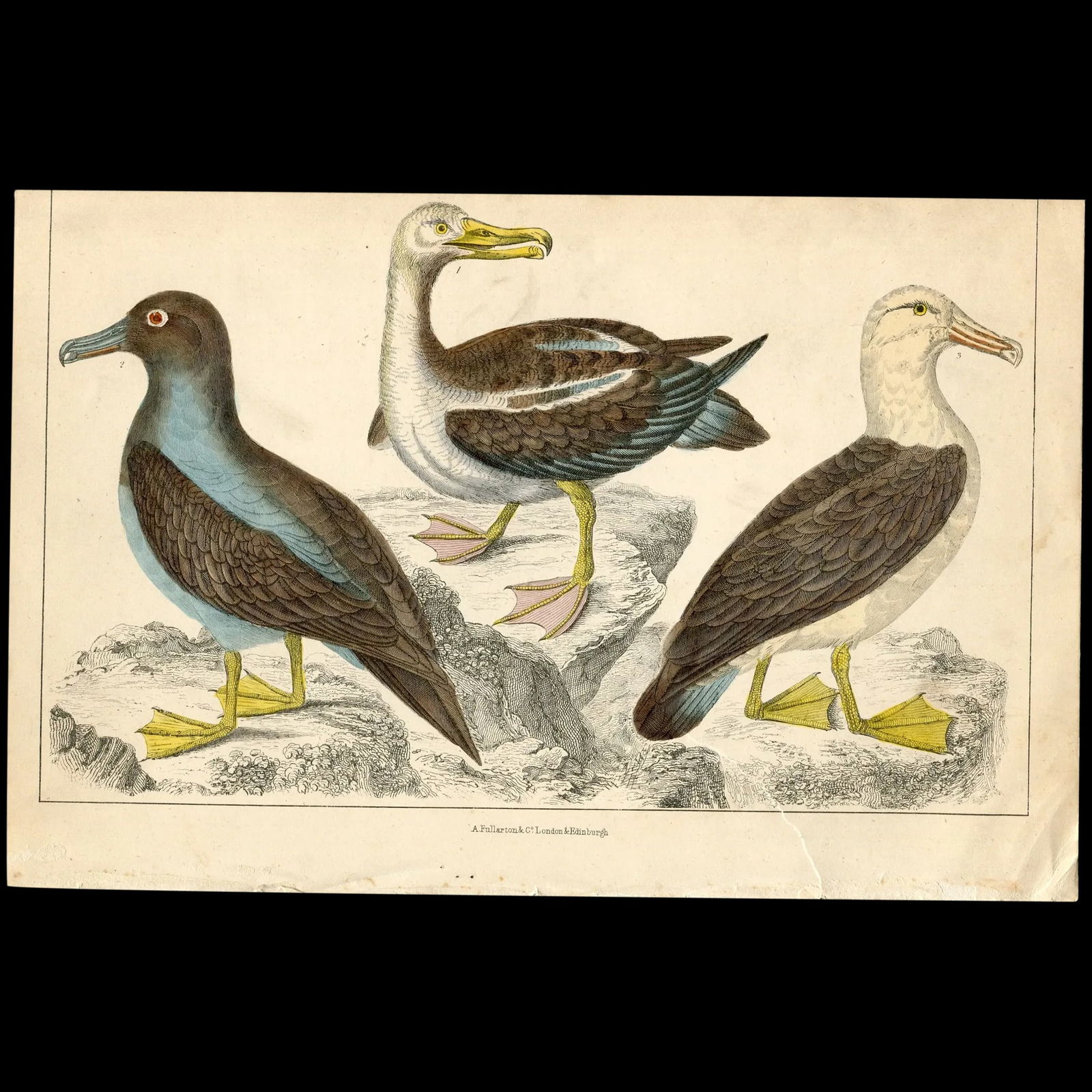 Albatrosses, seabirds - 1850 engraving (1 of 3)