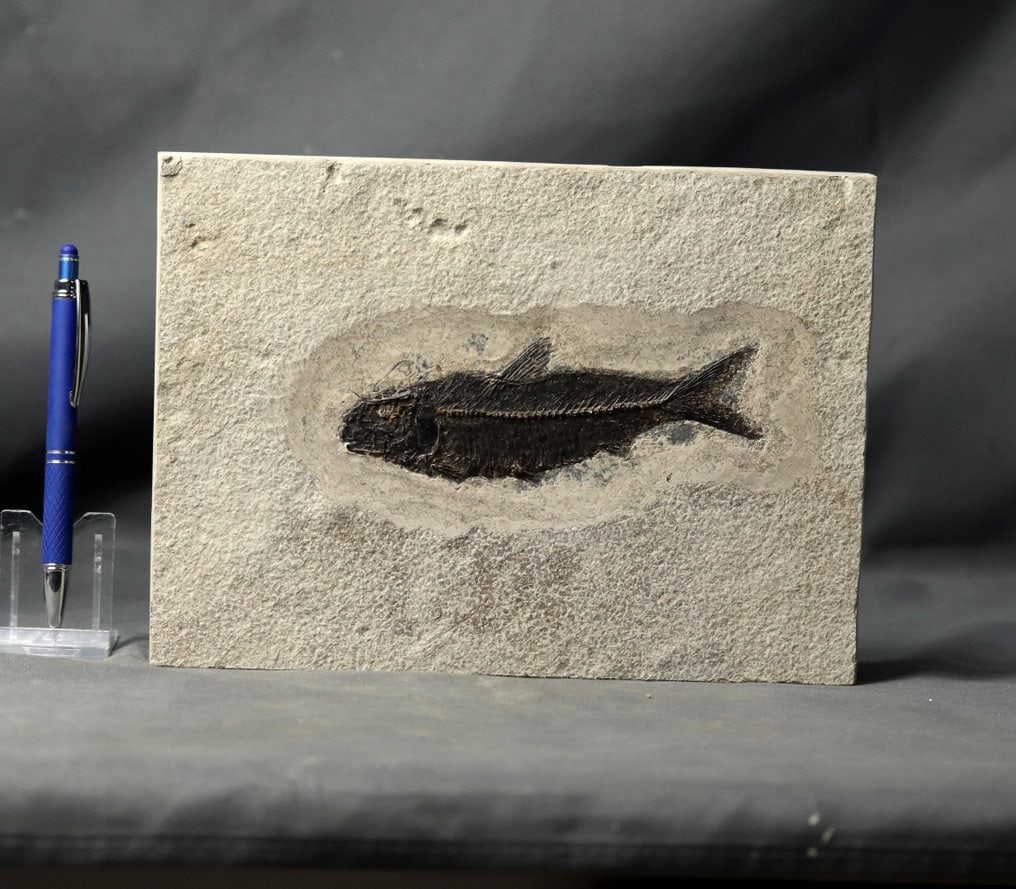 Outstanding Fossil fish - Museum quality - Visible scales - Fossilised animal - Knightia eocena ( (1 of 3)