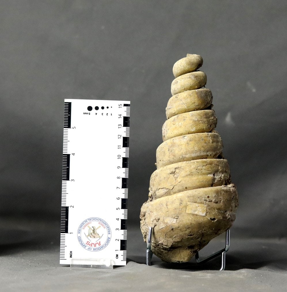 Giant fossil shell - Out of matrix - Fossilised animal - Campanile giganteum - 20.5 cm (1 of 3)