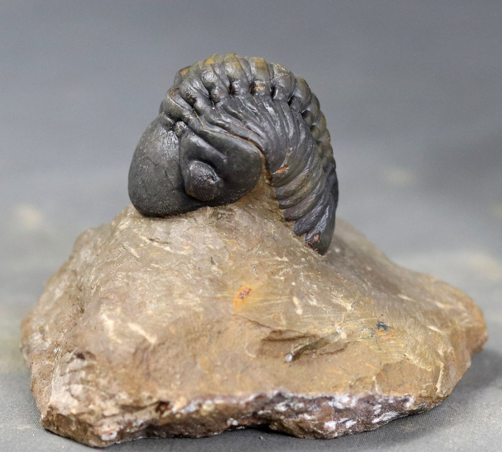 Fine fossil trilobite Reddops cephalotes (1 of 6)