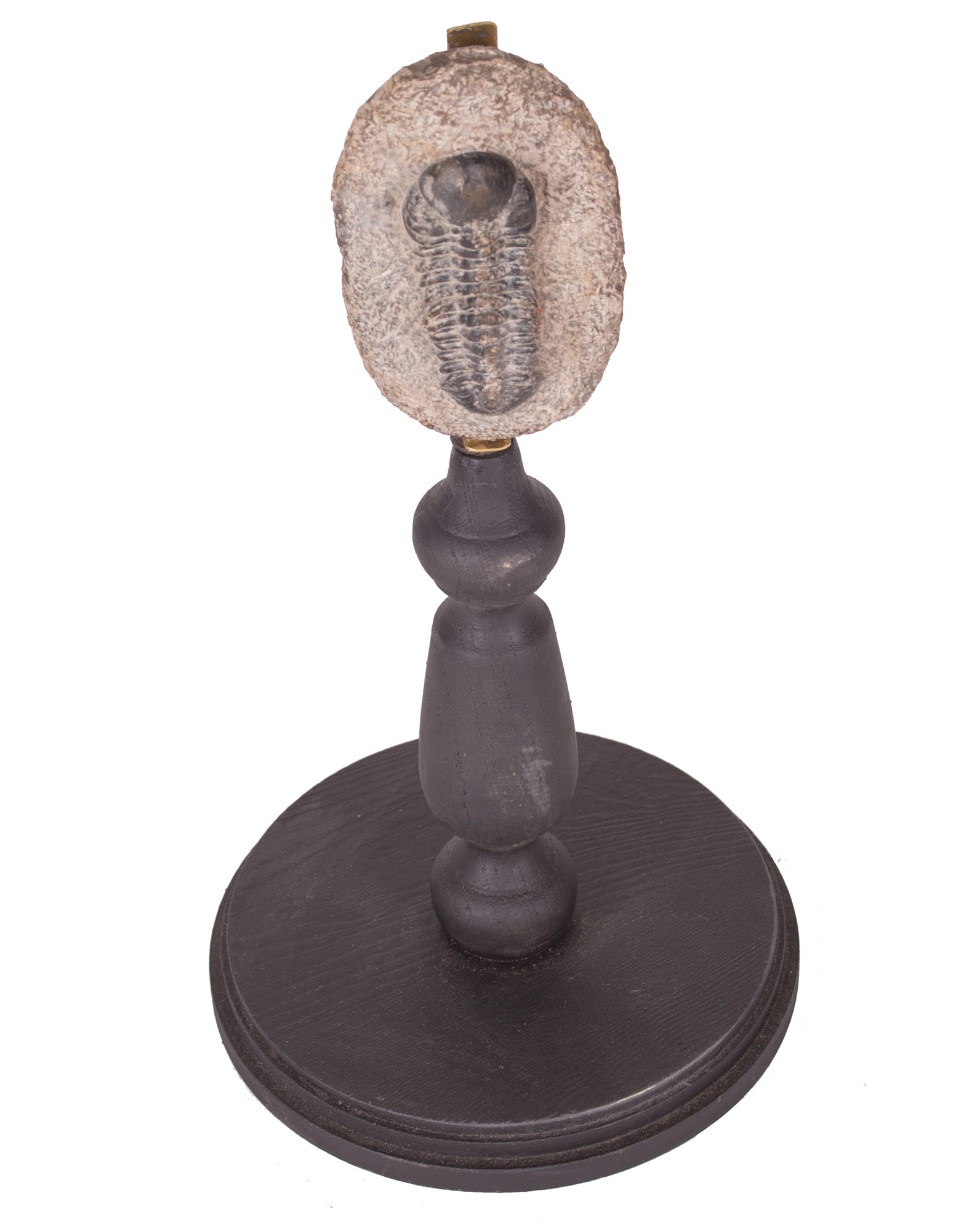 Fossil trilobite antique mount In the manner of Deyrolle (1 of 4)