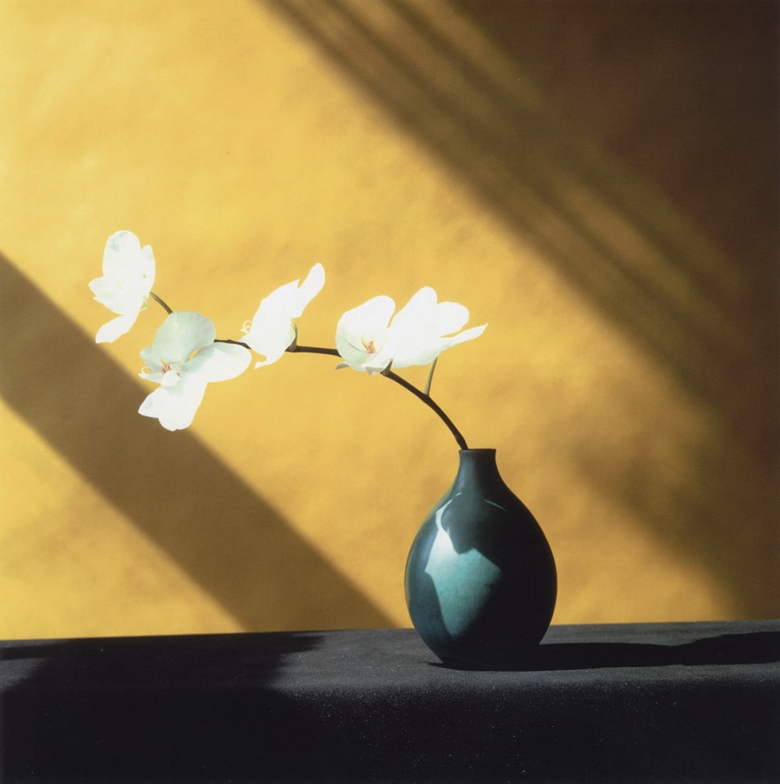 ROBERT MAPPLETHORPE - Orchid, 1982 (1 of 1)
