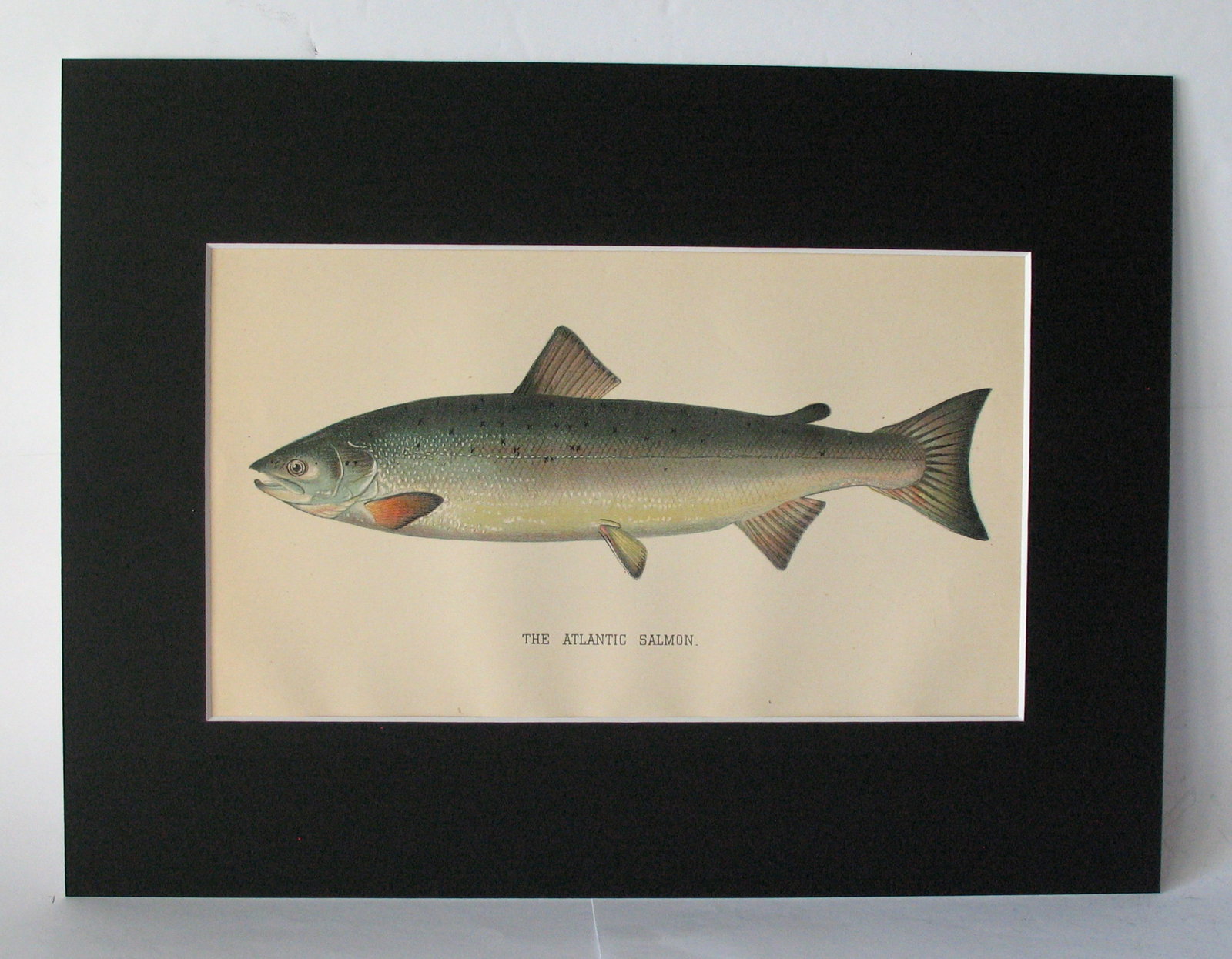 Antique 1901 colored fish print (1 of 2)