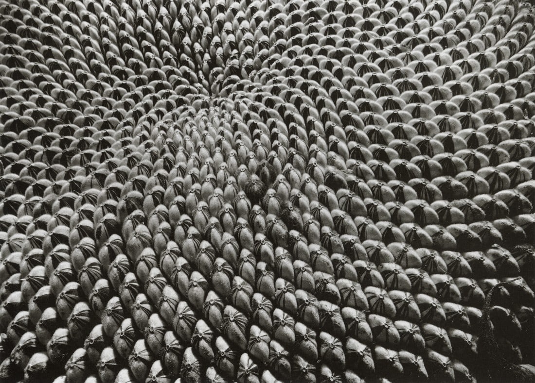 YASUHIRO ISHIMOTO - Common Sunflower, 1987 (1 of 1)