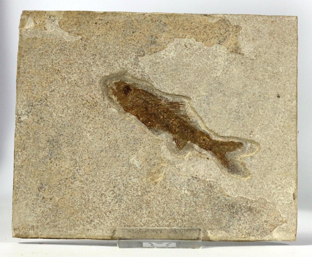 Very detailed fossil fish - Fossilised animal - Dapalis macrurus - 14 cm - 11 cm (1 of 3)
