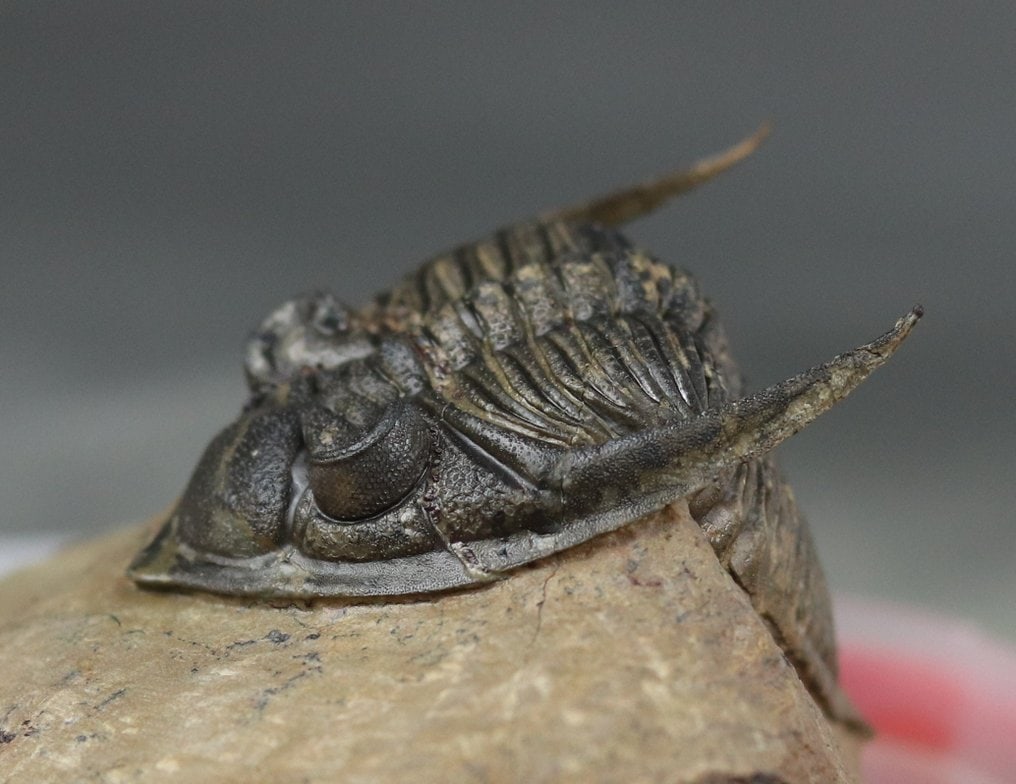 Finest trilobite fossil - Perfect eyes - Fossilised animal - Zlichovaspis rugosa ( 6.2 cm ) - 6.2 cm (1 of 5)