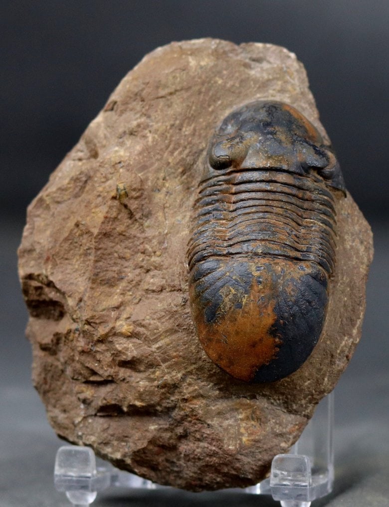 Finest quality trilobite fossil - Outstanding eyes - - Fossilised animal - Paralejurus spatuliformis: Name : Paralejurus spatuliformis Age : Devonian, Praguian Findspot : Oufaten, près d'Alnif, Maroc The trilobite has a size of 6. cm !! The outstanding preservation and the quality of the preparat