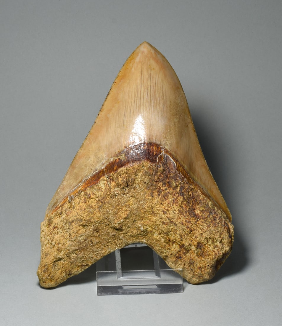Superb 13.1 cm pinkish tan Fossil Shark Tooth - Carcharodon megalodon: Title: Superb 13.1 cm pinkish tan Fossil Shark Tooth - Carcharodon megalodon Origin: Indonesia Size: 13.1 cm long Description: Species: Carcharodon megalodon Age: Miocene-Pliocene Locality: Indonesia