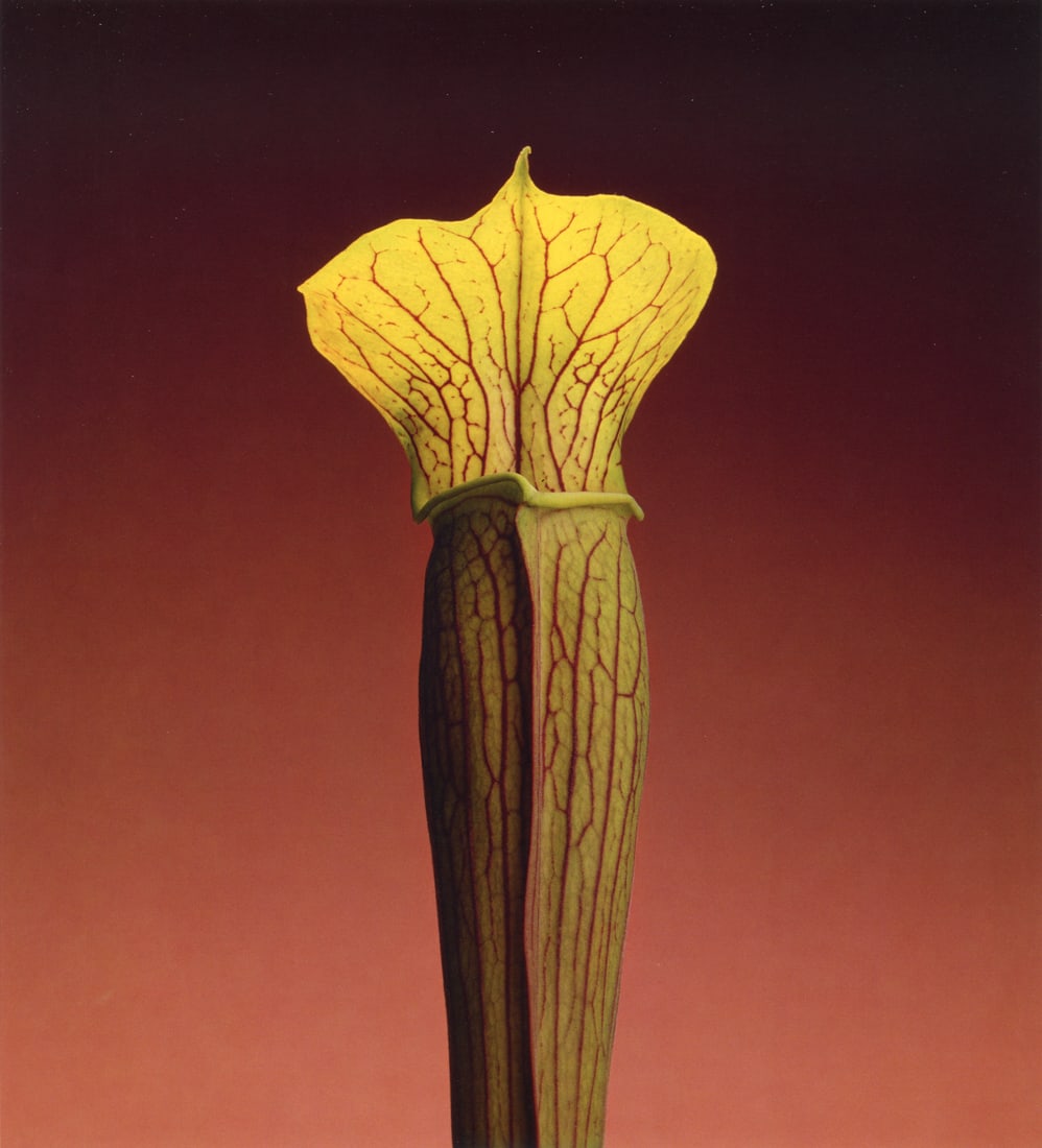 ROBERT MAPPLETHORPE - Ariseme Little Preacher, 1988 (1 of 1)